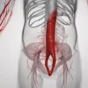 Signs of AAA include pain, pulsations, and more. Know symptoms early to prevent risks of abdominal aortic aneurysm.